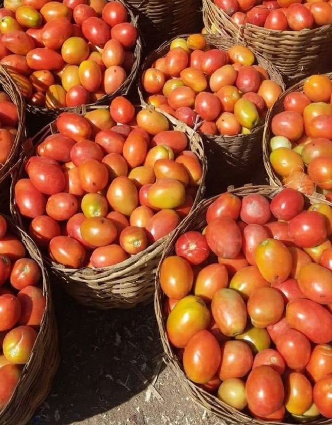 NdeloFresh's tweet photo. Veggies harvested fresh daily:  
Sukuma wiki 🥬, tomatoes 🍅, carrots 🥕, cabbage 🥬, French beans 🫘, onions 🧅, potatoes 🥔, indigenous greens like managu &amp; terere 🌱!  

No middleman. Just pure farm magic! 🌱💚 https://t.co/3se8KFZQcf