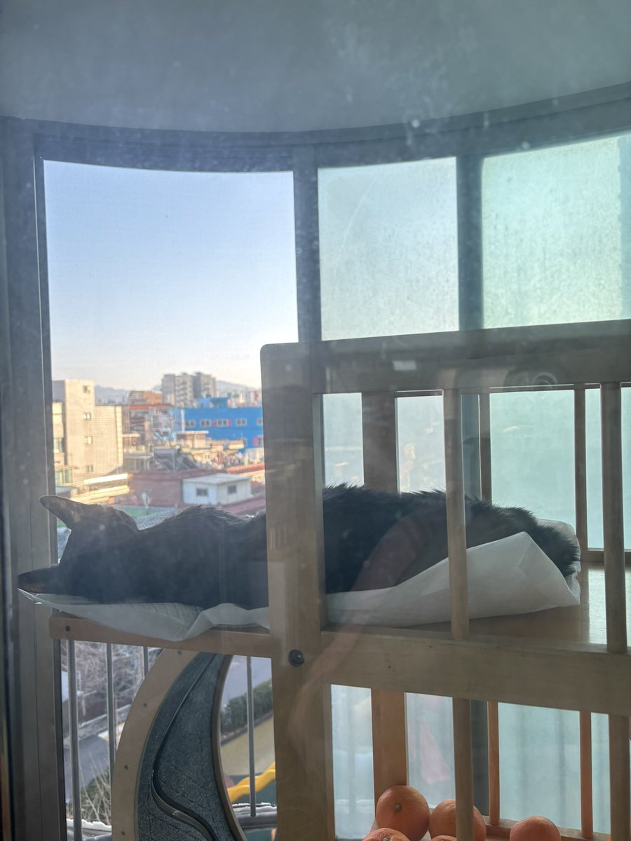 Happystarcat's tweet photo. 2006.05~2026.01.02 
다정하고 젠틀했던 내 일부, 내 가족 
린아 잘가, 너무 고마워 
갈 때까지도 정말 착했던 내 고양이 https://t.co/V6LGZqmDfz