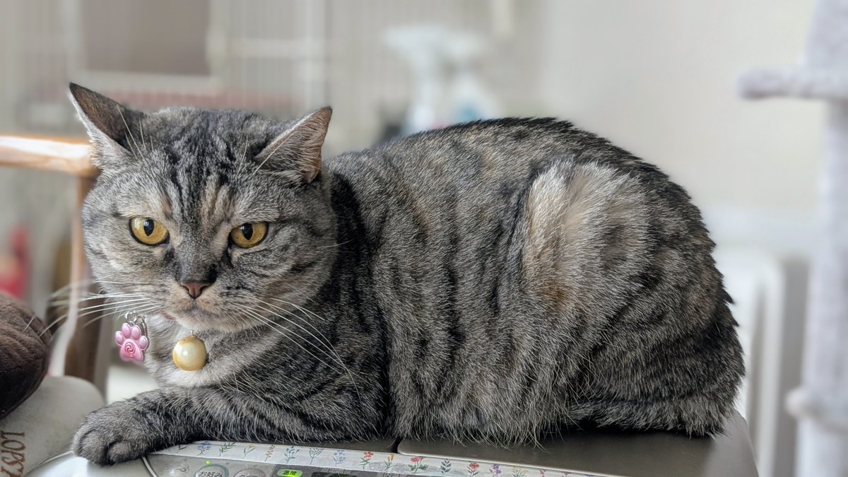 ねこさん ねこさん⚡(ΦωΦ) (@catnap707) / Posts / X