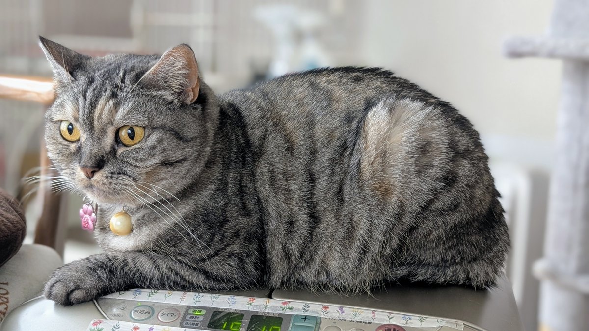 ふらんすねこ様♡ありがとうございます♡ ごちそうさまでした ( ^ω^ )