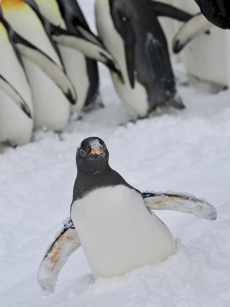 ハタハタ (@advanced9avala1) / Posts / X