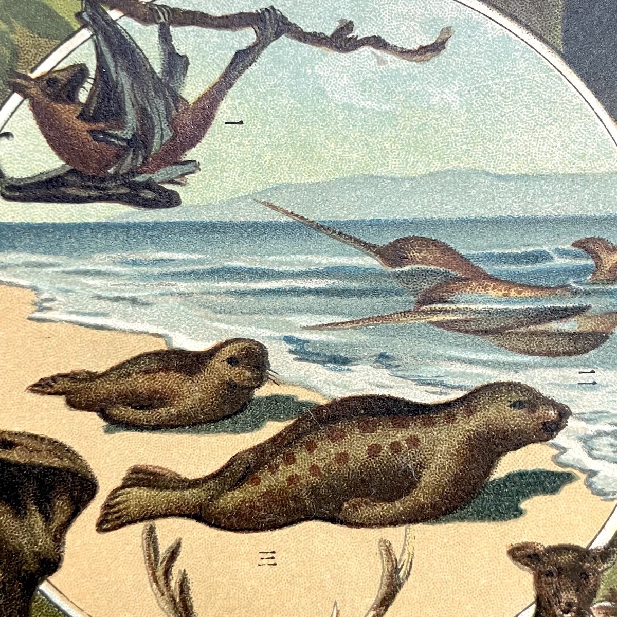 不安になってくるアザラシ　絵画 戦前に描かれたアザラシの挿絵です、遠くを見つめる親アザラシを子