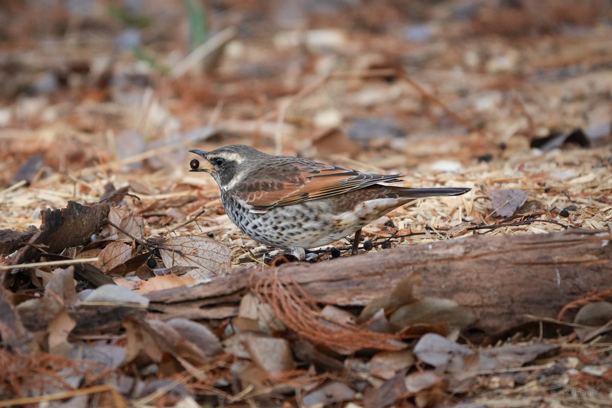 こなっこ (@KzxHana) / Posts / X