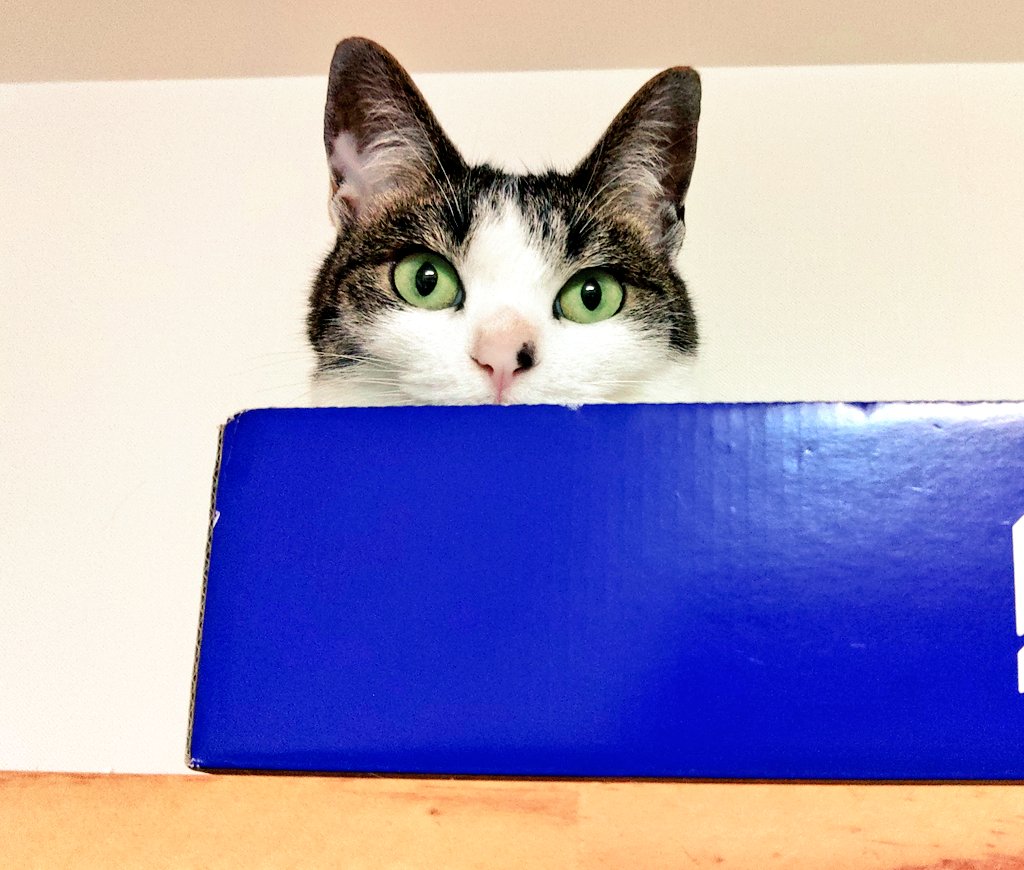 ♡うさねこ♡ うさねこ (@rabbicat_neko) / Posts / X