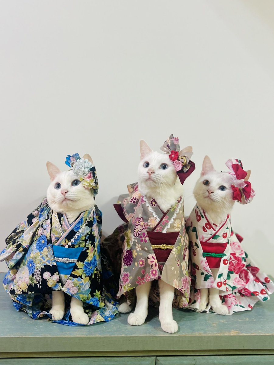 ねこやしき ねこやしきもふもふ (@neco_noelciel) / Posts / X