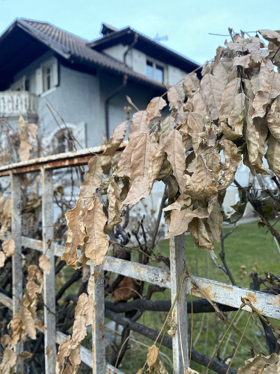 Sonia Zuccaro tweet media