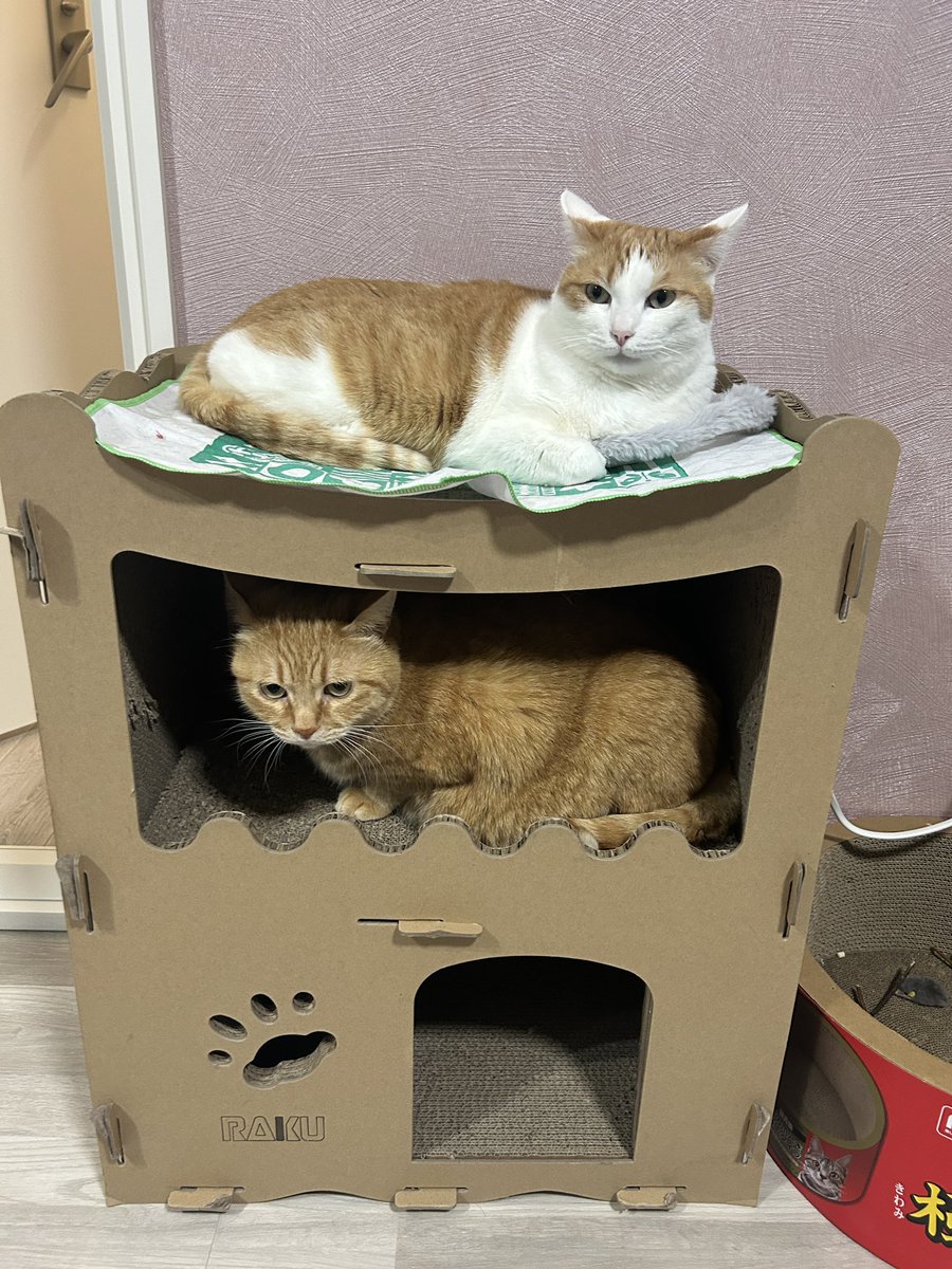 ぽちよね (@pochiyonee) on Twitter photo 