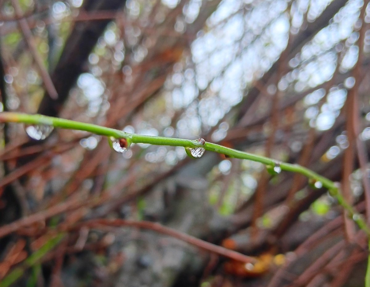 ~God's Rain brought  down Glass Ornaments to Adorn the Trees.