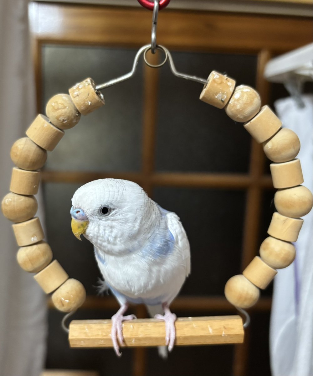 こんばんは🕊  ͗ ͗𓂃🤍