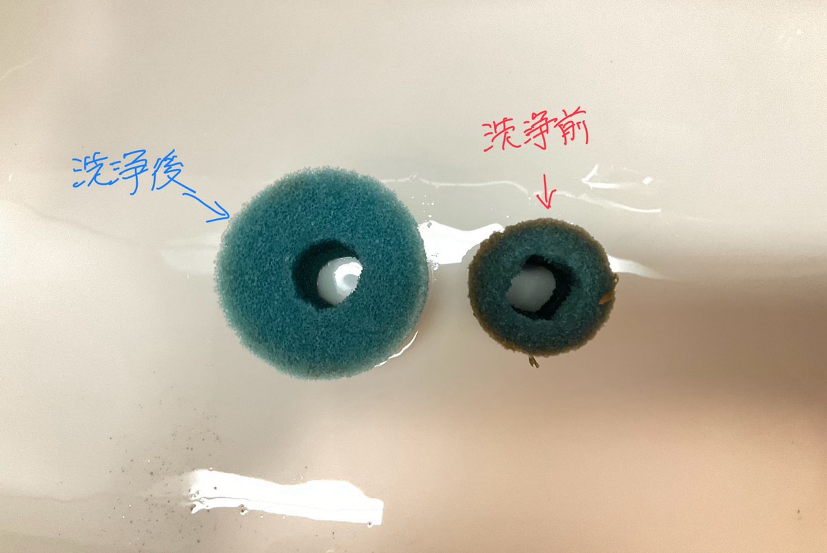 aqua_mono's tweet image. OASEのプレフィルターの年始メンテ！
一週間で掃除しましたが、とんでもない事に。。。。
60x45x30で5〜6cmのコリドラス60匹を過密飼育しているので水が汚れるの早いんです。でもプレフィルターのおかげで水はキレキレです。これだけプレフィルターで汚れ取ってくれるおかげ！🙏
#OASE