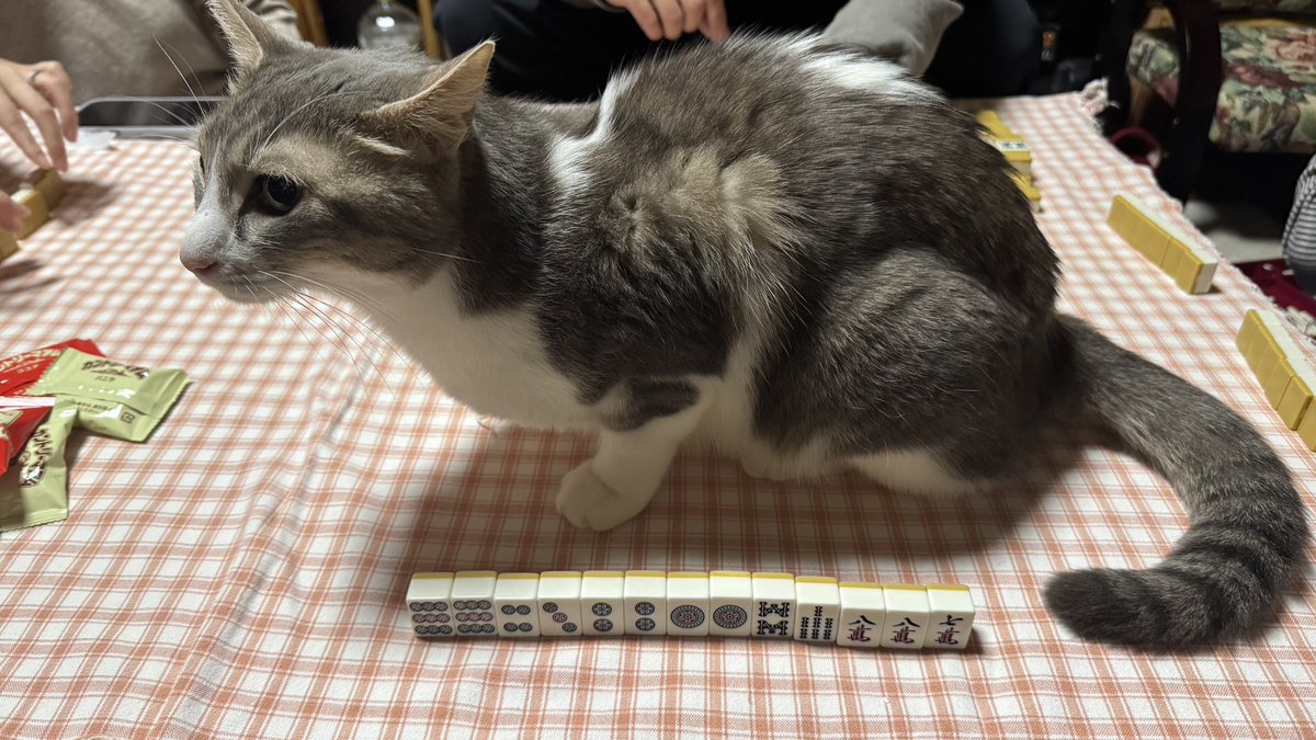断捨離ねこ 兄弟、従兄弟と麻雀をしています。捨て牌は見れない特別ルール？🐈