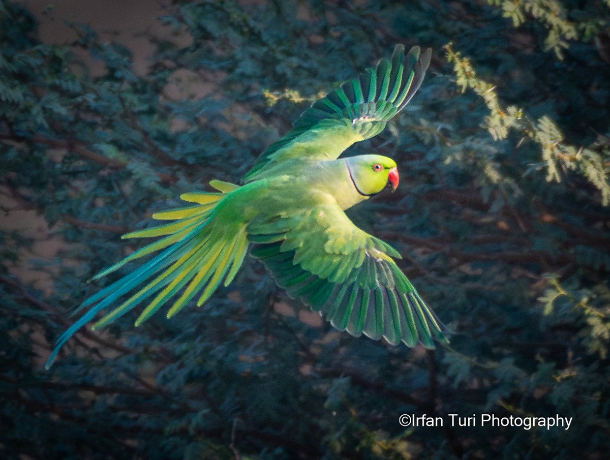 Irfan Turi Photography tweet media