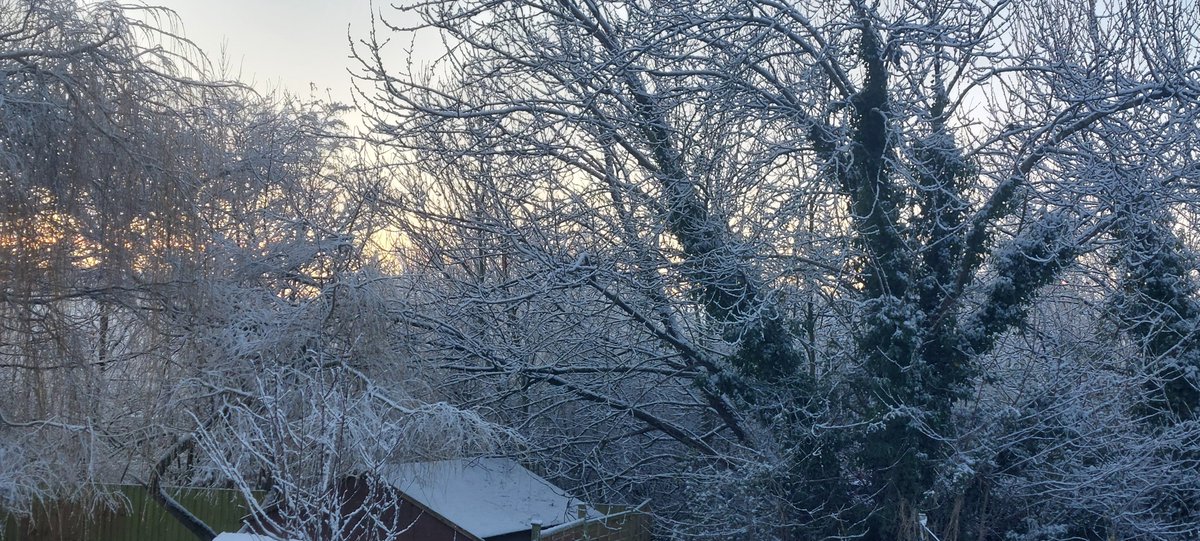 Celandine tweet media