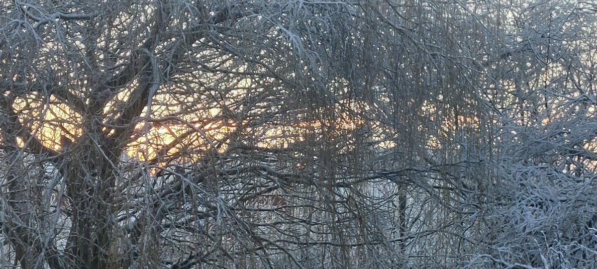 Celandine tweet media