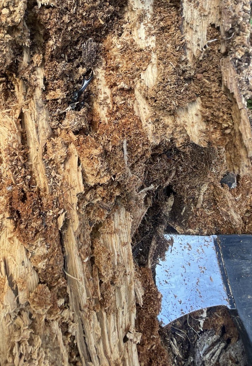 新年2日目

本日も運良く大歯２頭と出会えました。
浸水した材で一頭は蛹室の中に、
もう一頭は食痕の中を逃げ惑っていたようでした。
その他の材で幼虫が大量に居ましたが小歯中歯は残念ながら既にお亡くなりになっていました。

明日はのんびり新規開拓しようと思います。