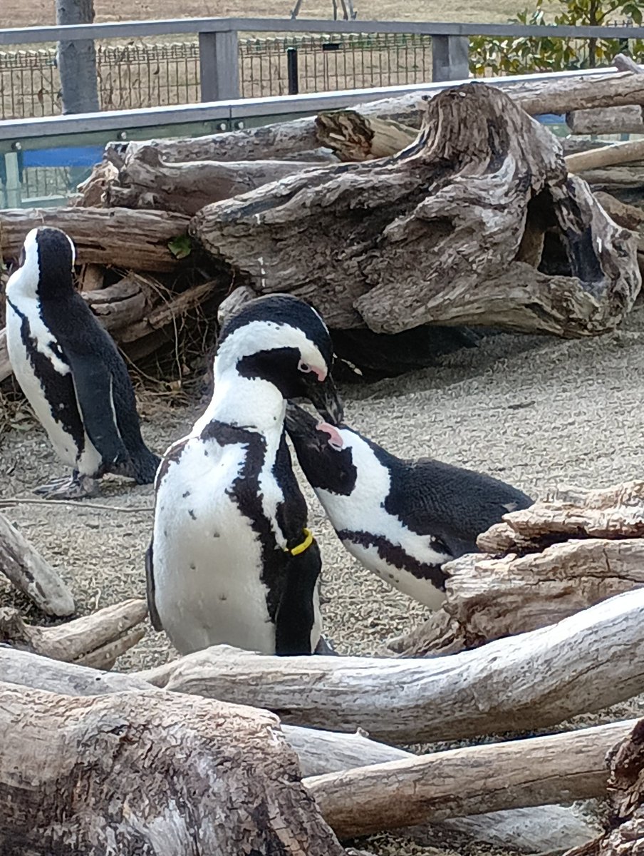 仲良しペンギン 仲良し夫婦のひなたろうとあけびちゃん 幸せそうでいいですね