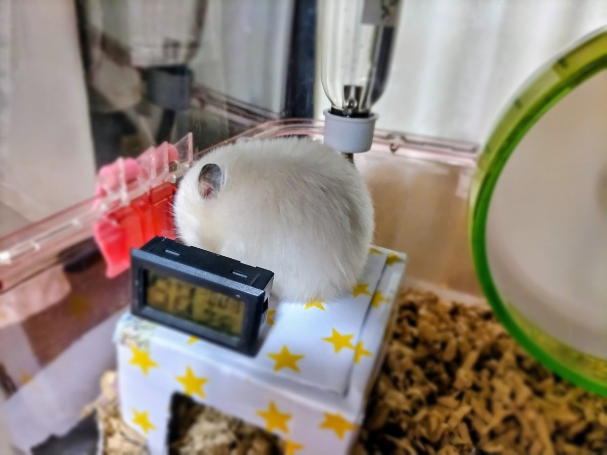 琴🐹🍀 (@kotobushyo) / Posts and Replies / X