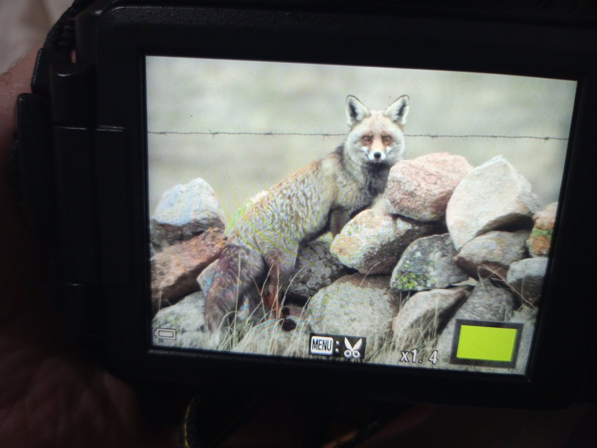 Pardillo Sizerín o Norteño (Acanthis flammea) y cía. Primeras observaciones del año