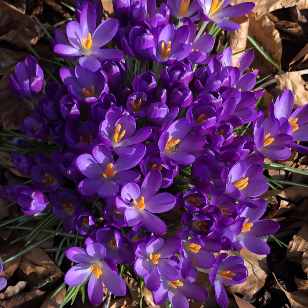 helen_brammeld's tweet photo. Happy Friday everyone! I just love crocus & it wonβt be too long before we see them popping through π Have a lovely day #LookingForwardToSpring ππ https://t.co/ytRNp7SQeS