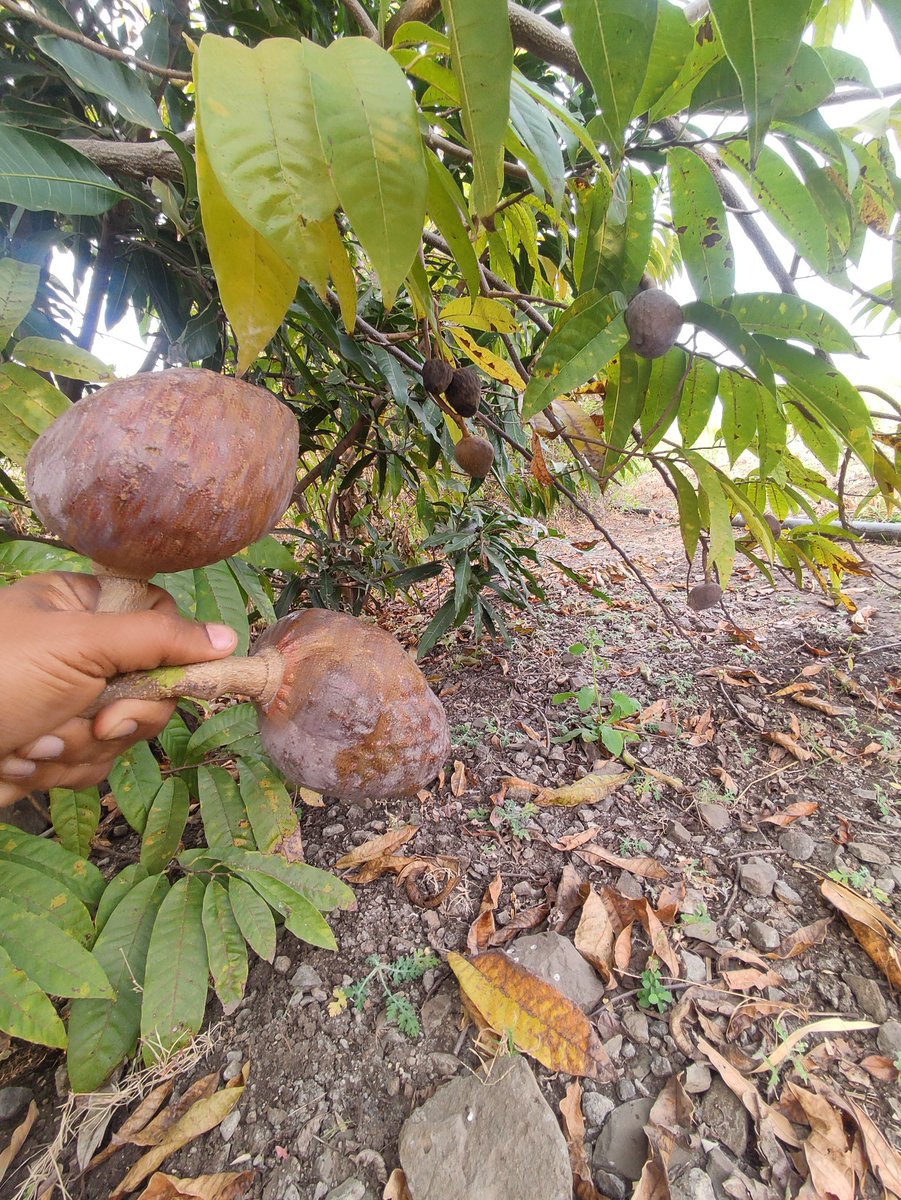 What you call this in your language?