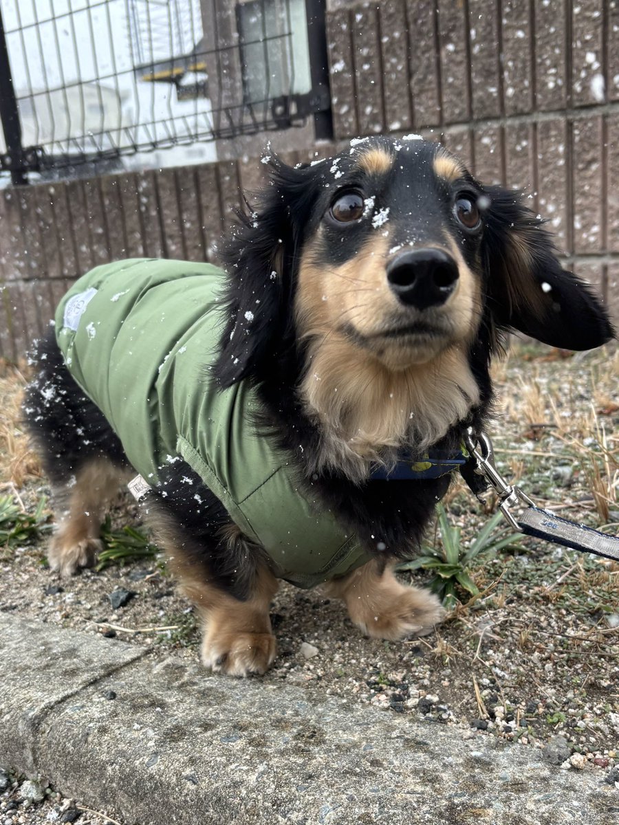 ACE_Yo9's tweet photo. 雪の写真を撮りたい飼い主を見る犬 https://t.co/kZXoU6LSTO