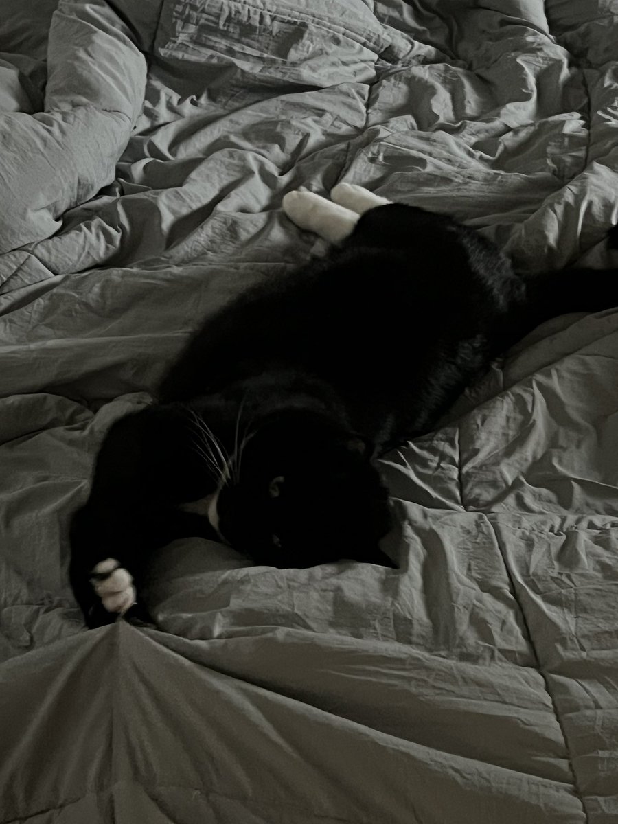 🐈‍⬛