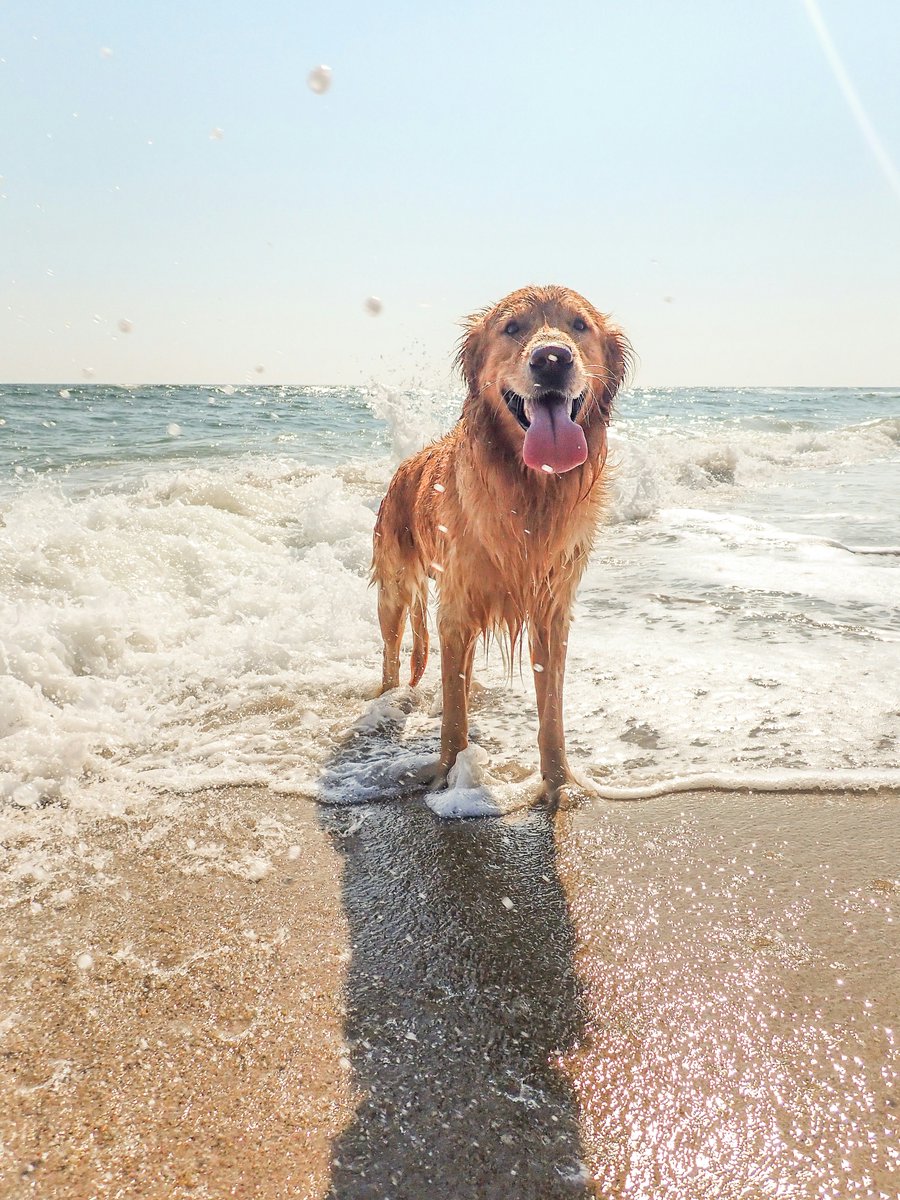 vrbo's tweet image. Traveling with your dog changes everything — especially at the beach.

The difference between a stressful trip and a great one usually comes down to:
🐾 the right neighborhood
🐾 outdoor space that actually works
🐾 reviews from other pet owners (not just vibes)

Pet-friendly…