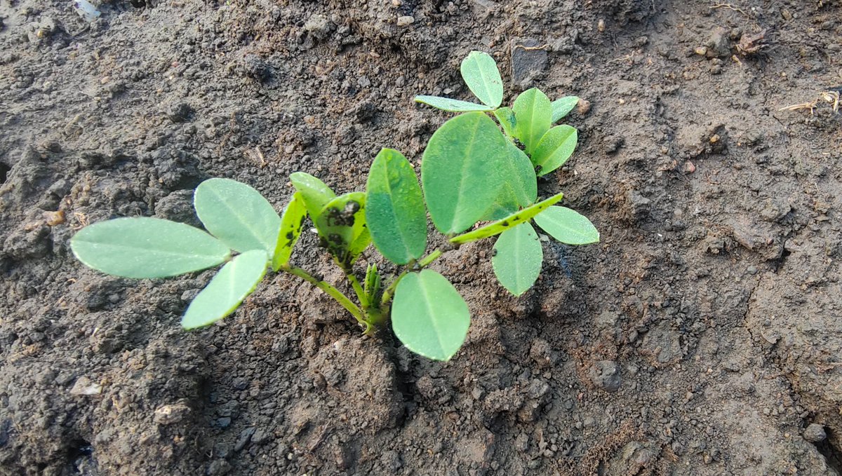 lihgchg4's tweet photo. 37  禅农小记 • 5 花生生花
       
       花生是一种神奇的植物，在地上的枝条上开花，授粉后，子房会生成长柄，扎入地下，在地下结果。这种结果的方式是其他植物所没有的，所以也叫“落花生”。
       我也种下了花生，因为对何时收获掌握不好，花生经常烂在地里，然后又发新芽，又变成一堆新花生。结果是：只要种下花生，就无需再播种子，一茬接一茬地自己从地里冒出来，这大概是落花生的另一种理解。
      花生好吃，非常香，可以煮着吃，可以炒着吃，也可以榨油，花生已经成为人们喜爱的食物。花生因为炒后高温氧化，变得油腻，所以花生水煮更健康。
      花生一夹中多粒花生，对于新婚夫妻有很深的寓意，每到坐福时，都抓一把花生，“花生生花”，花生表“长生”、“儿女双全”，也表“多子多福”；又从落花生一茬接一茬地衍生中蕴含一辈辈的生命繁衍，表生生不息。

       “花生生花”就像一个人的福报生成过程：
       最开始，或许只是落在土地中的一粒花生种子，这粒种子就是不经意间播下了点点福报；
       这个福报几经流转，春华秋实，枝头开出黄花，花生无需炫耀，转身把果实壮大的过程扎在土里，隐蔽处不显山、不露水，悄悄地在藤曼上结成了一串串果实；
       在收获花生的过程，花生荚极易断在土中，反又变成了未来的希望。一荚花生中有三粒花生，就是三倍的希望。遇到阳光雨露，它们自己会钻出地面，焕发成一棵崭新的生命，再一次孕育下一个未来，如此循环往复，生生不息，生命流转。
       因生果，果又因，因因果果，彼此相生流迁。

       爱自己，自己也是最开始的一粒籽，饱含基因，镌刻信息；
       爱自己，自己也是畅想曲的一和弦，抑扬顿挫，婉转激扬；
       爱自己，自己也是生命流的一部分，如同江海，奔腾流转。

       落花生；
       花生落；
       落生花。

       花生；
       落花；
       生花。

       Xander  2025.12.30 19：02  Mai
