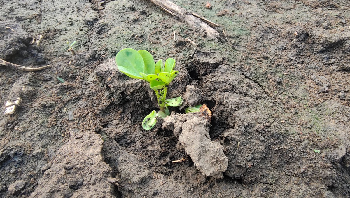 lihgchg4's tweet photo. 37  禅农小记 • 5 花生生花
       
       花生是一种神奇的植物，在地上的枝条上开花，授粉后，子房会生成长柄，扎入地下，在地下结果。这种结果的方式是其他植物所没有的，所以也叫“落花生”。
       我也种下了花生，因为对何时收获掌握不好，花生经常烂在地里，然后又发新芽，又变成一堆新花生。结果是：只要种下花生，就无需再播种子，一茬接一茬地自己从地里冒出来，这大概是落花生的另一种理解。
      花生好吃，非常香，可以煮着吃，可以炒着吃，也可以榨油，花生已经成为人们喜爱的食物。花生因为炒后高温氧化，变得油腻，所以花生水煮更健康。
      花生一夹中多粒花生，对于新婚夫妻有很深的寓意，每到坐福时，都抓一把花生，“花生生花”，花生表“长生”、“儿女双全”，也表“多子多福”；又从落花生一茬接一茬地衍生中蕴含一辈辈的生命繁衍，表生生不息。

       “花生生花”就像一个人的福报生成过程：
       最开始，或许只是落在土地中的一粒花生种子，这粒种子就是不经意间播下了点点福报；
       这个福报几经流转，春华秋实，枝头开出黄花，花生无需炫耀，转身把果实壮大的过程扎在土里，隐蔽处不显山、不露水，悄悄地在藤曼上结成了一串串果实；
       在收获花生的过程，花生荚极易断在土中，反又变成了未来的希望。一荚花生中有三粒花生，就是三倍的希望。遇到阳光雨露，它们自己会钻出地面，焕发成一棵崭新的生命，再一次孕育下一个未来，如此循环往复，生生不息，生命流转。
       因生果，果又因，因因果果，彼此相生流迁。

       爱自己，自己也是最开始的一粒籽，饱含基因，镌刻信息；
       爱自己，自己也是畅想曲的一和弦，抑扬顿挫，婉转激扬；
       爱自己，自己也是生命流的一部分，如同江海，奔腾流转。

       落花生；
       花生落；
       落生花。

       花生；
       落花；
       生花。

       Xander  2025.12.30 19：02  Mai