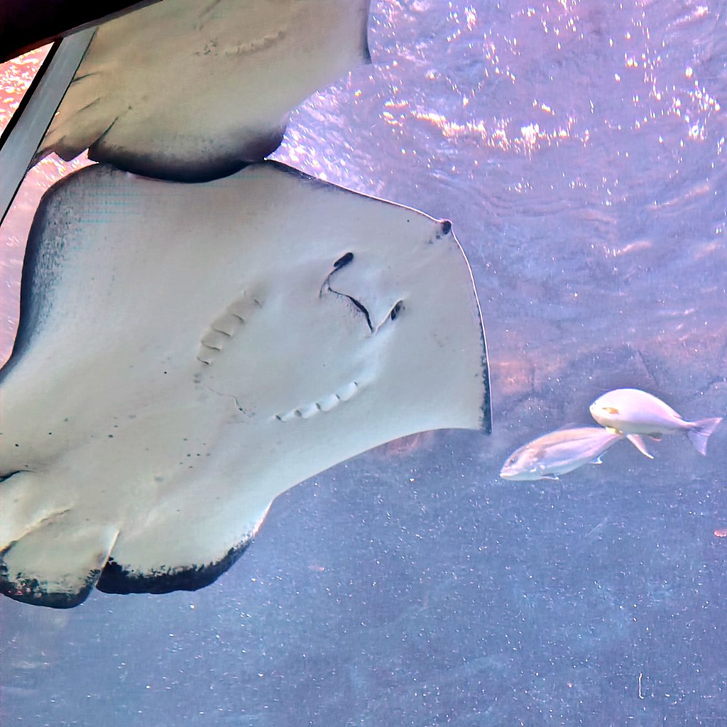 nf_gd219's tweet photo. 水族館初め行ってきた
エイちゃんとふわふわビーバーちゃん https://t.co/ulpZIprp81