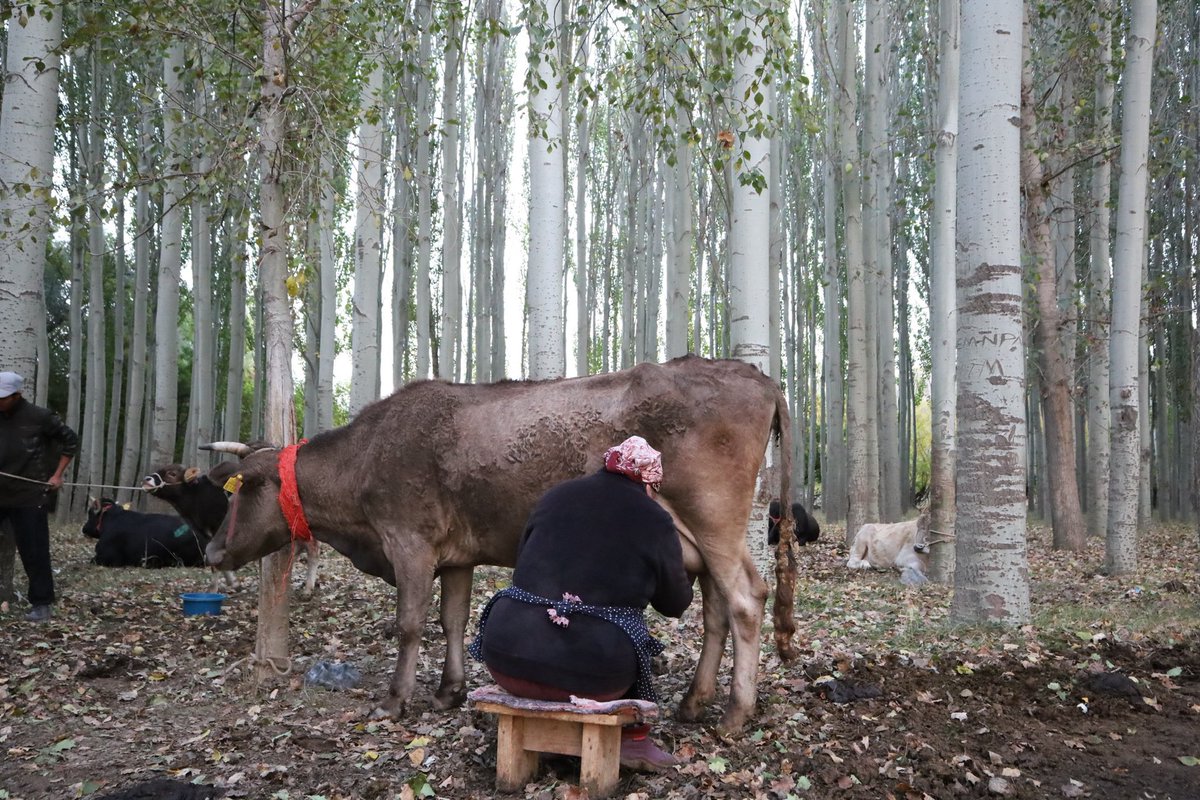 twinstrust2013's tweet photo. 【キルギス渡航】
ジェティオグズでお世話になっていた家のおネコ様は、ご飯の時間になるとテーブルにあごを乗せるのです🐈‍⬛！なんというかわいらしさ😳😳💘
テーブルにあごを乗せると、家族から搾りたてのミルクがもらえる仕組み🐮笑
私たちも美味しい食事をたくさんいただきました🍜🥣🥐✨ https://t.co/ztc70Y9LSk