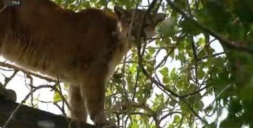ATTSquared's tweet photo. Suspected Mountain Lion Attack Kills Hiker in Colorado. A woman hiking on a trail in Colorado’s Larimer County was found dead after a suspected mountain lion attack.

Read more -https://t.co/H7As3egAj0 https://t.co/VbZBm1kKE3