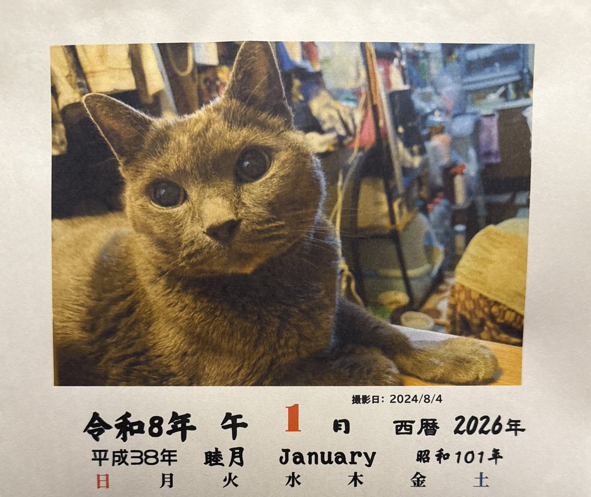 猫が邪魔で何も見えないカレンダー 猫はいなくなったけど今年も猫カレンダーだった。