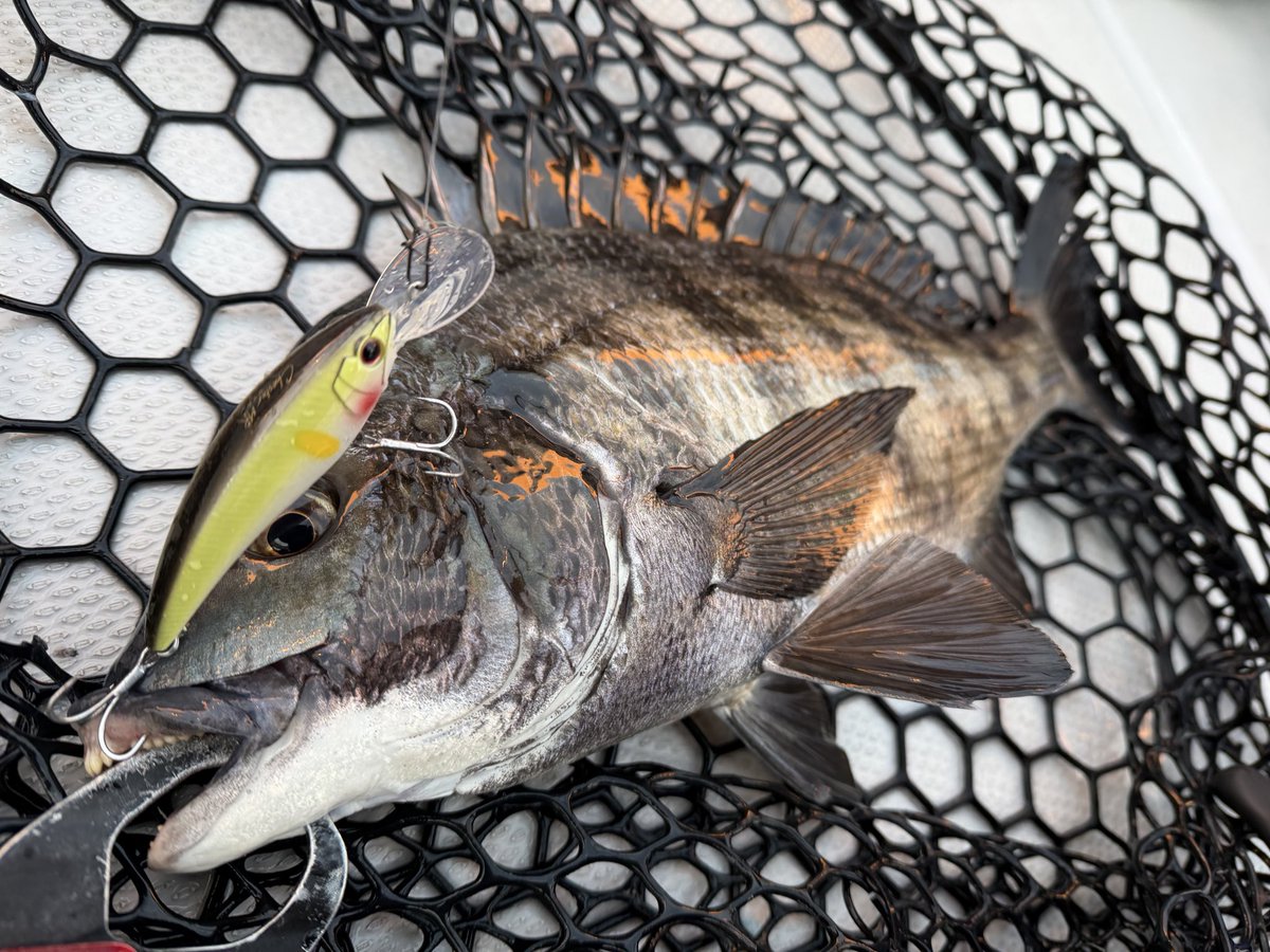 龍岩 朋樹 (@Tatsu_uuuO) / Posts / X