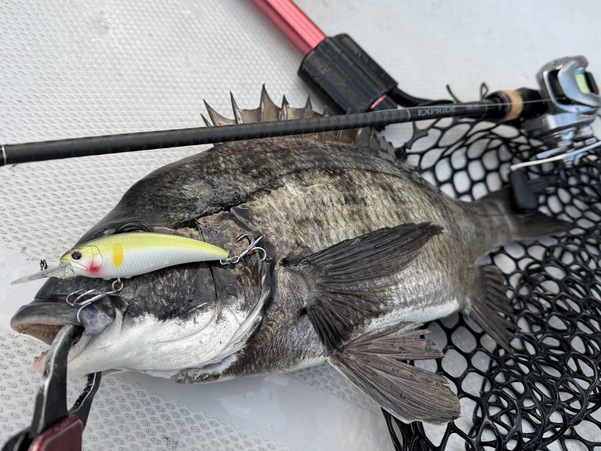 龍岩 朋樹 (@Tatsu_uuuO) / Posts / X