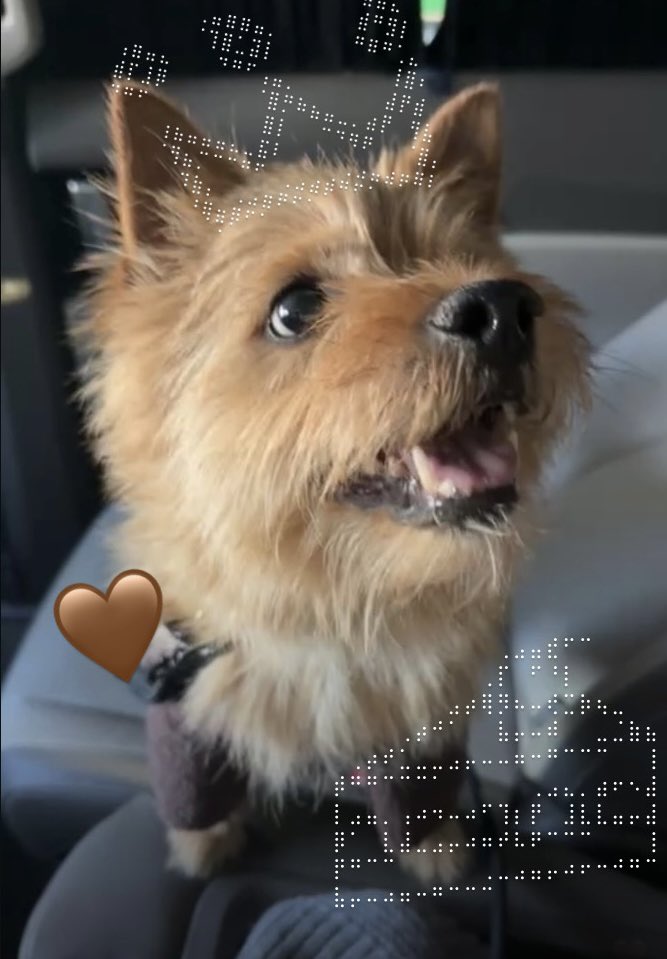 tw__msm64's tweet image. ぶーぶーお誕生日おめでとう🎂♡𓂃 𓈒𓏸◌
いつも癒しをありがとう~絶対長生きしてね❕
 #HappyBooDay #Boo #MOMO #모모 #モモ