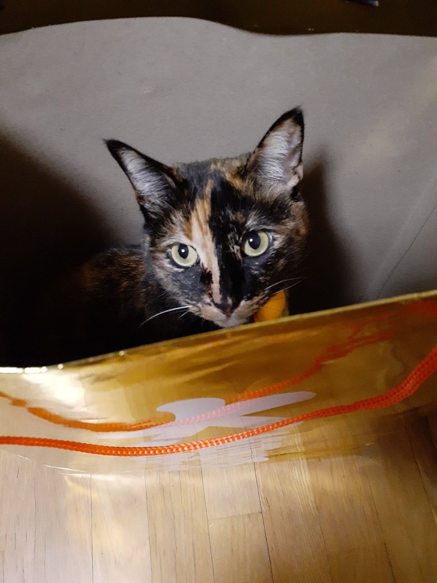 はるるん (@RNPrJ9xfX3PSoaA) / Posts / X