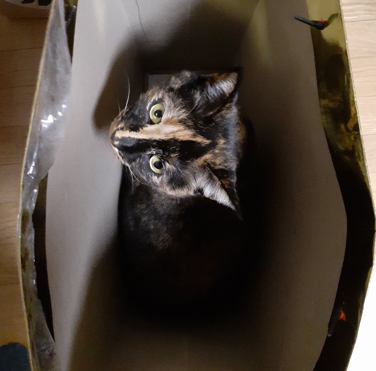 はるるん (@RNPrJ9xfX3PSoaA) / Posts / X