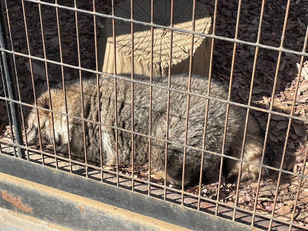 hoti_d1's tweet photo. 帰省先の夢見ヶ崎動物公園のスーパーアイドル・ゲンマイさんはまだ寝正月中でした。

#日刊ゲンマイ さんでおなじみ https://t.co/MufnZqs3B5