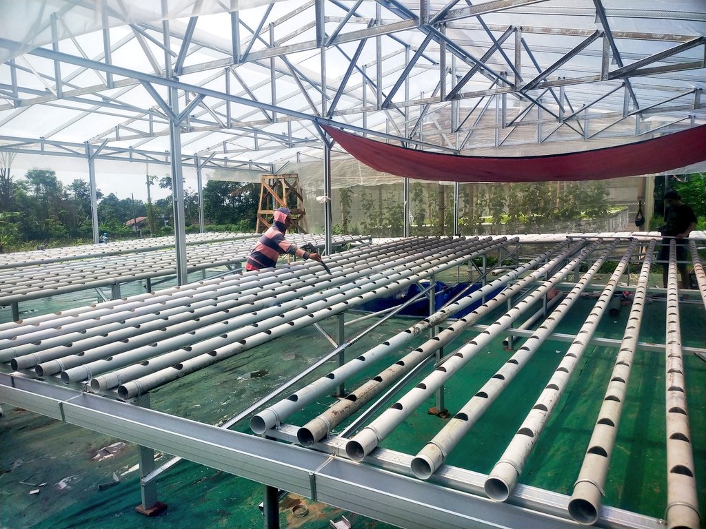 ydhtama's tweet image. Terima kasih 2025, satu tahun buat 2 greenhouse full modal dari teman-teman investor.
Mari kita sambut 2026 dengan langkah dan hasil yang terbaik.

*tungguin notif bagi hasilnya yaa teman-teman investor*

silahkan bagi yang berminat berinvestasi di greenhouse kami bisa lanjut dm.