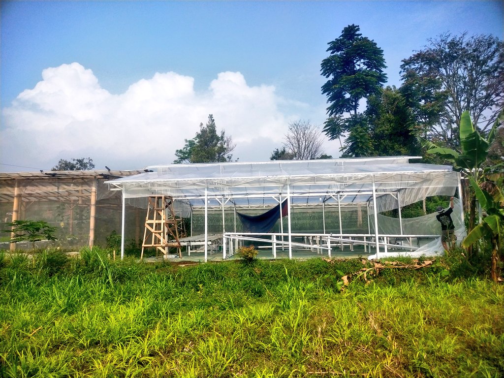 ydhtama's tweet image. Terima kasih 2025, satu tahun buat 2 greenhouse full modal dari teman-teman investor.
Mari kita sambut 2026 dengan langkah dan hasil yang terbaik.

*tungguin notif bagi hasilnya yaa teman-teman investor*

silahkan bagi yang berminat berinvestasi di greenhouse kami bisa lanjut dm.