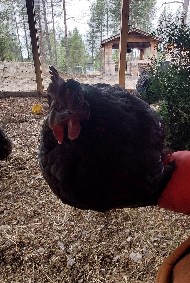 BluuBerry 🇫🇮🏳️‍🌈 tweet media