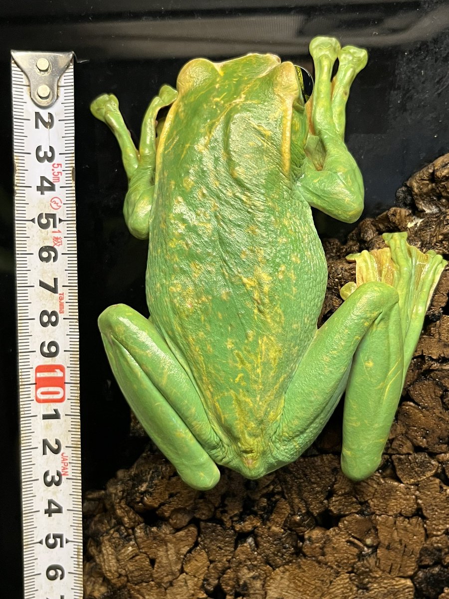 しおん (@AsikSvlKJHyZpPr) / Posts and Replies / X