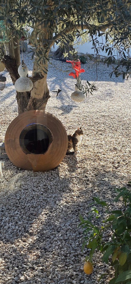 Kijk nu eens..

Nonya rent niet meer achter Poes aan, ze kijkt en blijft staan😯😅🐕😹

Poes wandelt verder en Nonya keert terug naar haar bed 🙏🥰

Kleine, maar mooie stapjes, ik ben aangenaam verrast🙏😻🐕

Fijne dag allemaal🌞🌴🍀
.