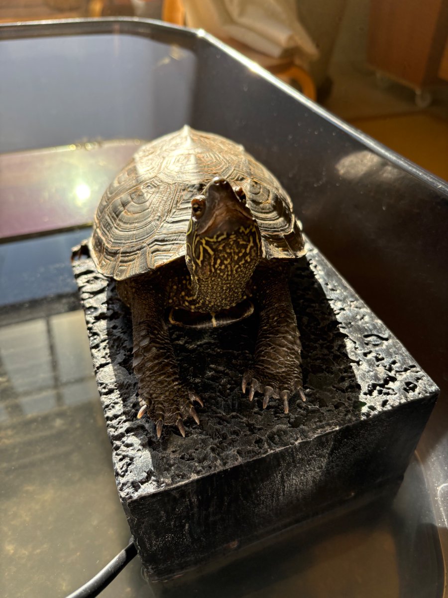 明けましておめでとうございます🥳

今年も仲良くして下さい⭐︎宜しくお願いします🙇

#DQW 
#ドラクエウォーク 
#EK9
#クサガメ