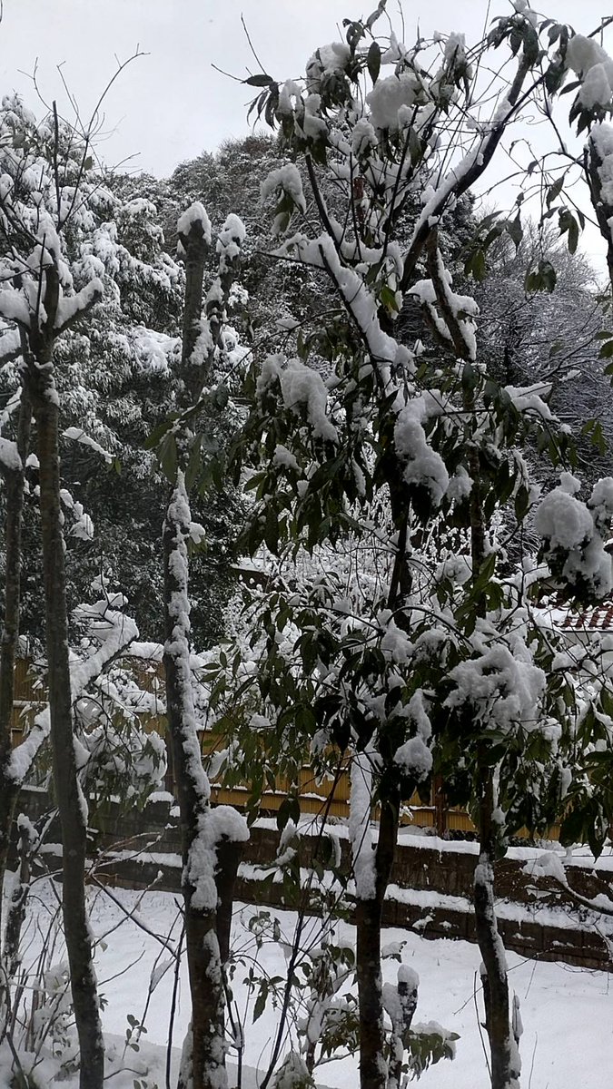 redreader0423's tweet photo. 今日は１日、雪がすごかった😥
枝にも雪がしっかり乗っかって😂

気温も低くて、体感この冬一番寒いんじゃないかな🤔
正月休みで良かった💦💦 https://t.co/HsA8i5exKP