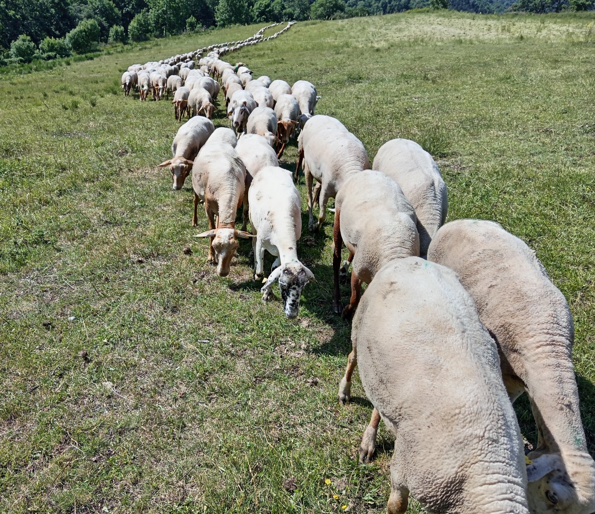 La llengua blava va matar, deixar débil i infèrtil el ramat molt mesos, una hòstia económica de proporcions bíbliques.
No se'ns ha ajudat en ben res.
Més que penjar senglars i cabirols als ponts, potser hi hauríem de penjar la fauna parasitària de la Conselleria.
#QuedaDit