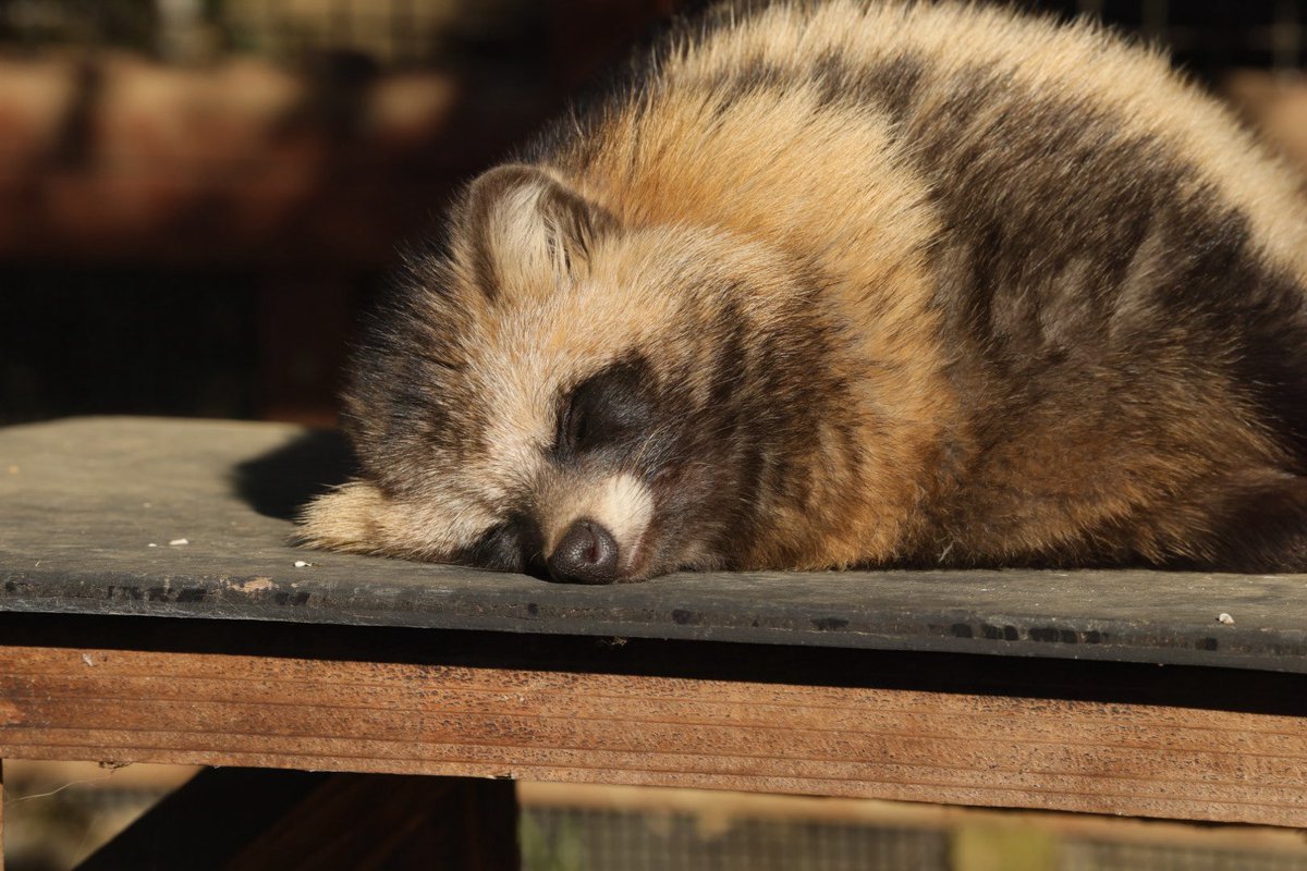 たぬきの天日干し
