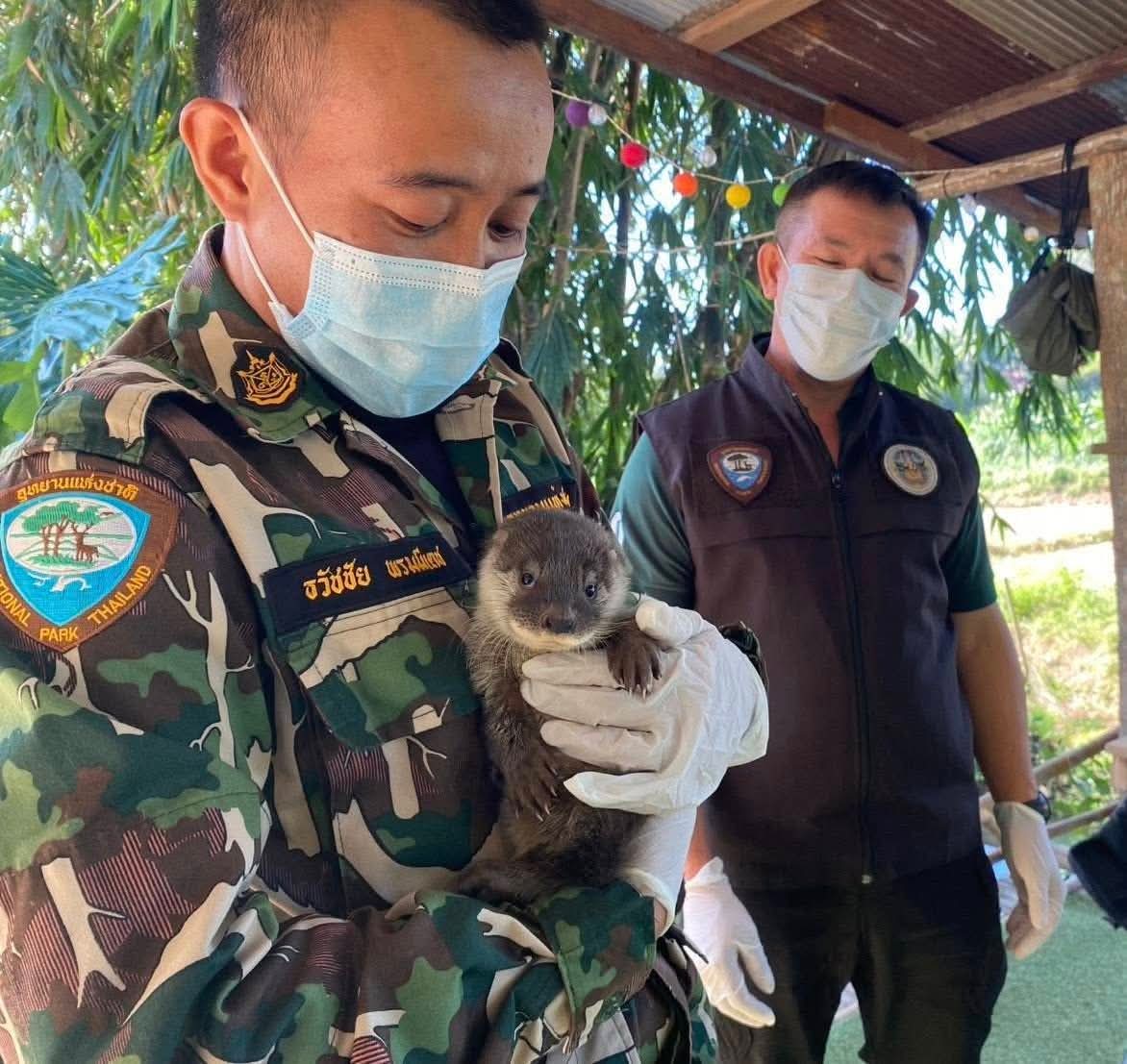chiangmainews's tweet image. น้องงงง หน้าตาจิ้มลิ้มมาก ‼ 🦦 ชาวบ้านพบ "นากเล็กเล็บสั้น" สัตว์ป่าคุ้มครองหายาก พลัดหลงจากป่าเข้ามาบ้านคน ส่งให้ จนท.ดูแลตามกฎหมาย นับเป็นของขวัญปีใหม่จากการฟื้นฟูผืนป่า
.
อ่านข่าวต่อ chiangmainews.co.th/news/3858382/?…

#เชียงใหม่นิวส์ #chiangmainews