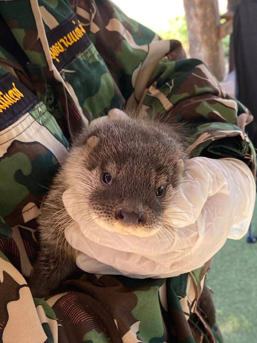 chiangmainews's tweet image. น้องงงง หน้าตาจิ้มลิ้มมาก ‼ 🦦 ชาวบ้านพบ "นากเล็กเล็บสั้น" สัตว์ป่าคุ้มครองหายาก พลัดหลงจากป่าเข้ามาบ้านคน ส่งให้ จนท.ดูแลตามกฎหมาย นับเป็นของขวัญปีใหม่จากการฟื้นฟูผืนป่า
.
อ่านข่าวต่อ chiangmainews.co.th/news/3858382/?…

#เชียงใหม่นิวส์ #chiangmainews